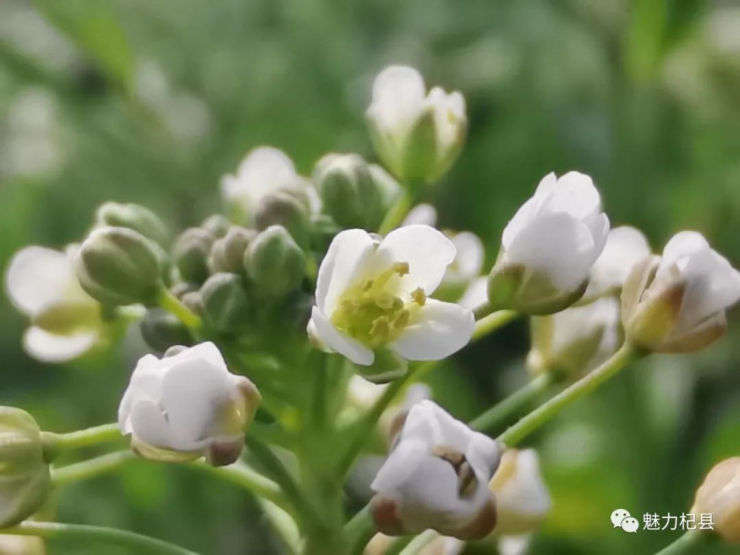 荠菜团,荠菜团花