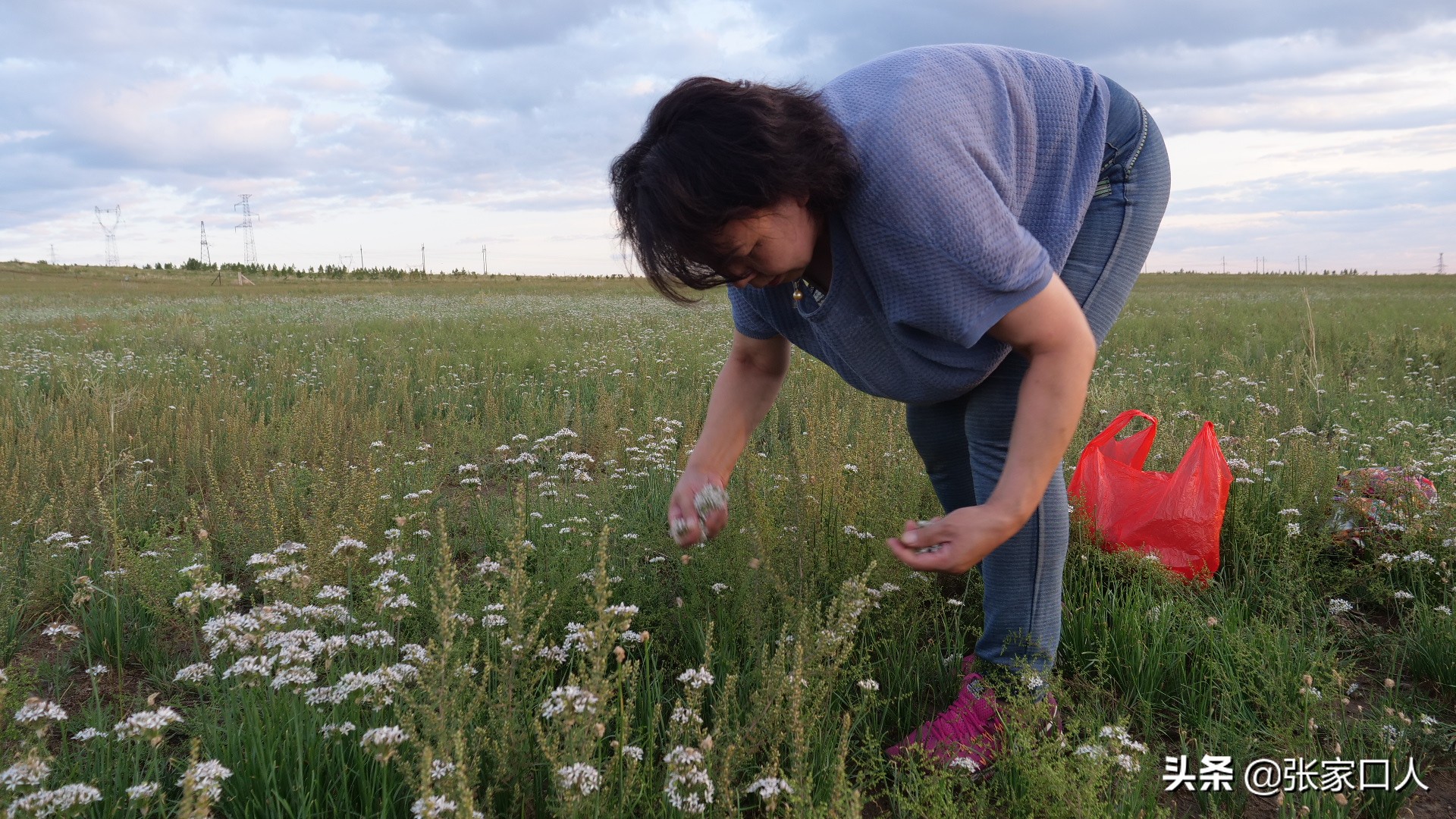 张家口莜面历史,北京人吃莜面是从什么时候开始的