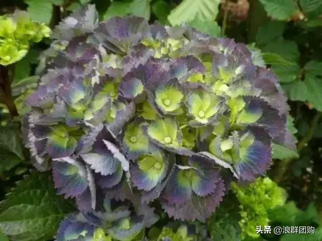 十种好看的绣球,最好看的绣球花视频