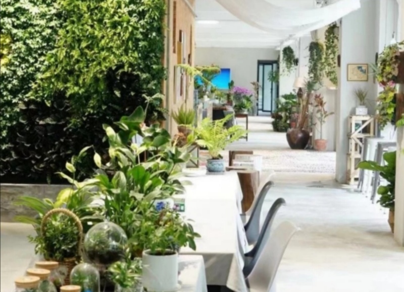 什么绿植吸甲醛效果最好又快,绿植甲醛吸收排行榜