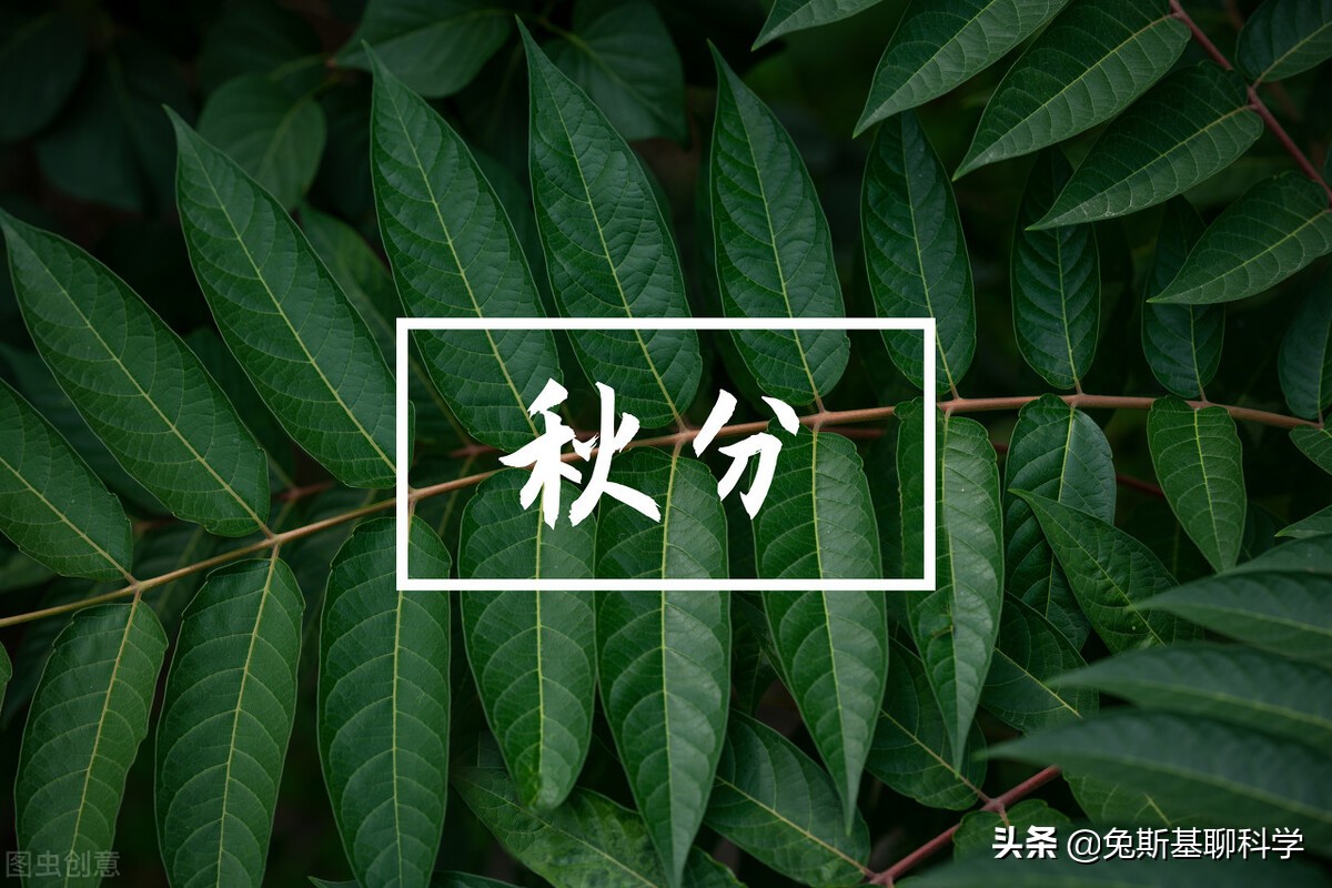 关于秋分节气的讲解,秋分是24节气中第16个节气