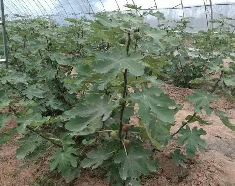 无花果种植棚,建一个无花果冷棚需要多少钱
