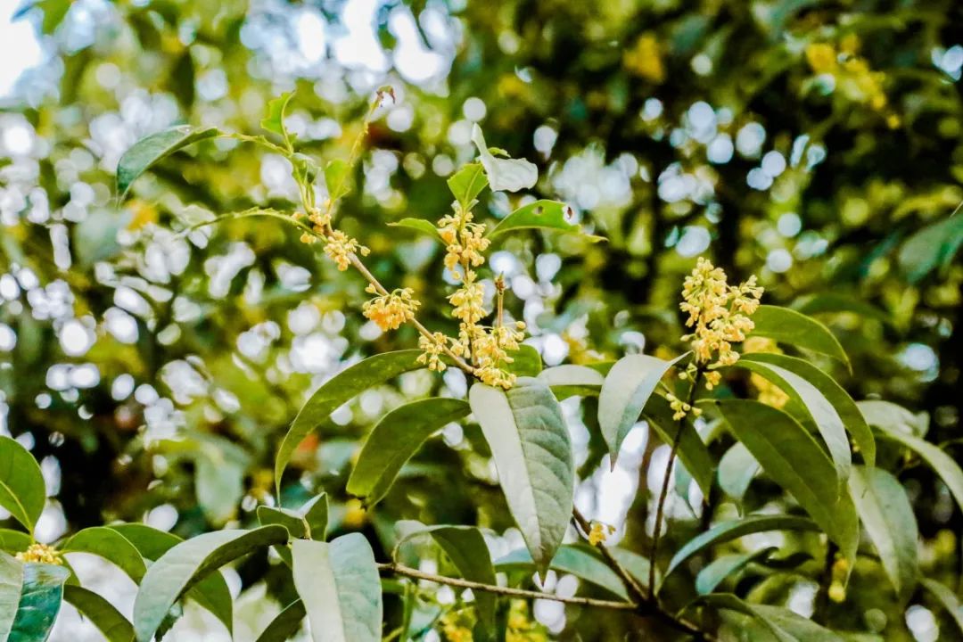 一到秋天南京就成了金陵,一入秋南京就成了金陵