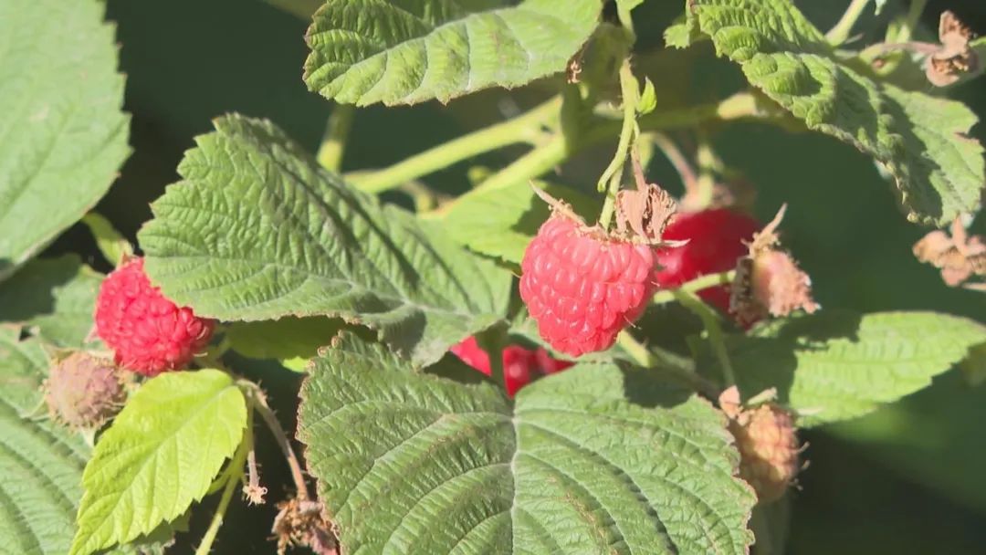 凤凰桥树莓采摘,春天到树莓采摘