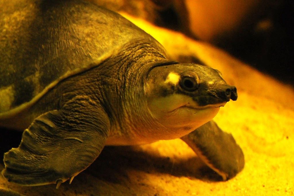 淡水河一霸！什么才算猪鼻龟的完美生活？