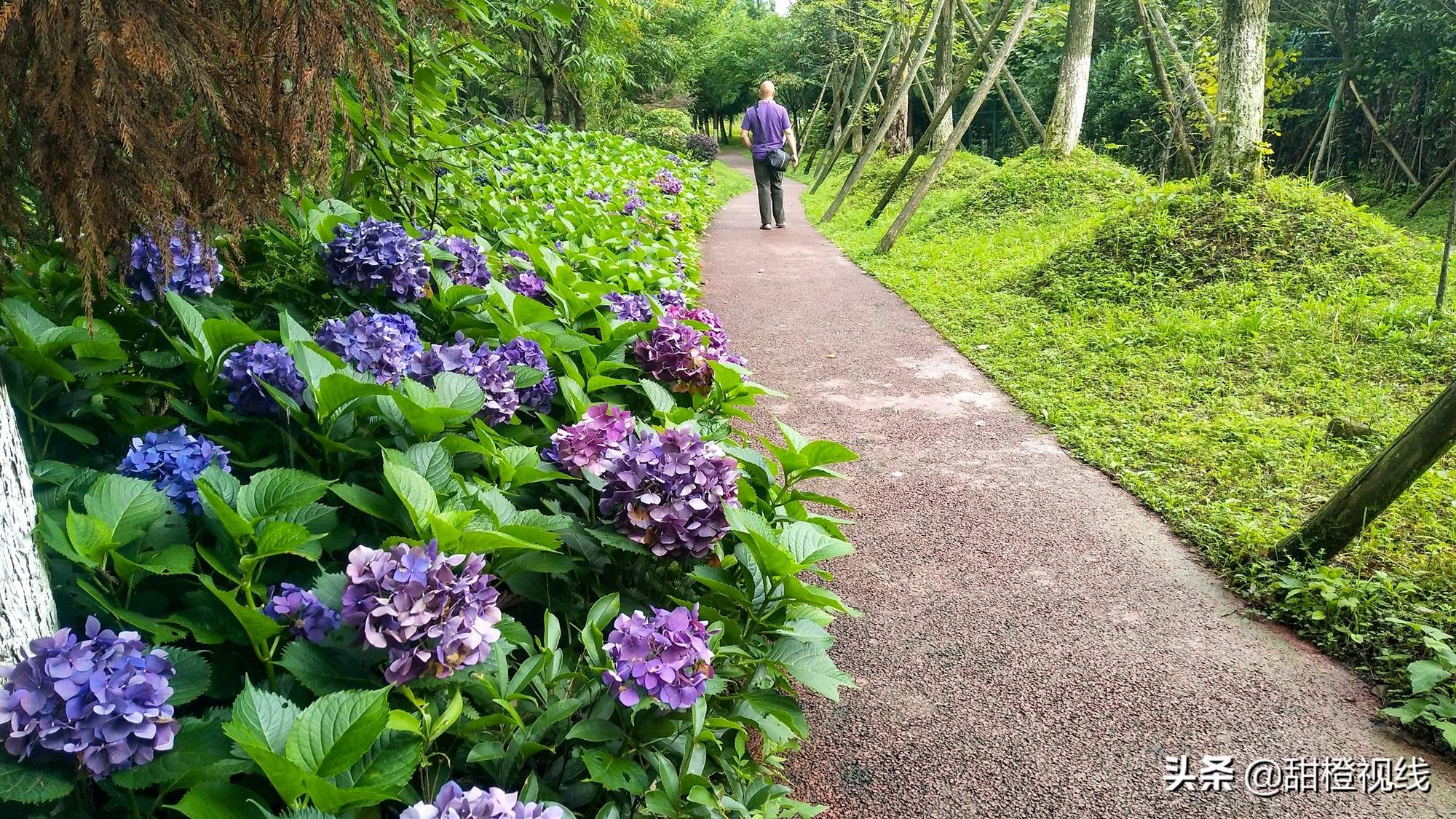 峨眉山七里坪周边旅游攻略,七里坪远看峨眉山金顶