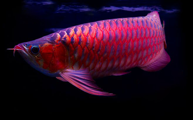 养龙鱼有什么风水讲究,风水龙鱼养几条比较好