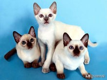 英国短毛猫有哪几种品种,你见过这样的英国短毛猫吗