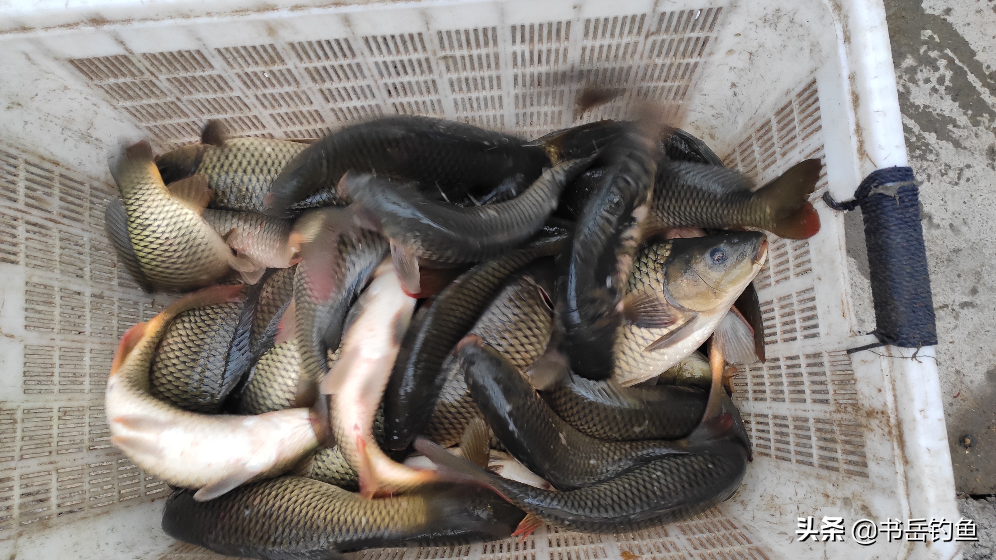 钓鱼颗粒的正确挂法图,钓鱼的颗粒饵