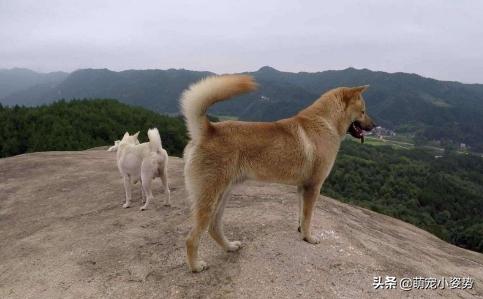 土狗为啥不用遛,为什么土狗不训练就看家