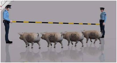 非洲猪瘟：“谈瘟色变”的时代，我们该教会孩子什么？