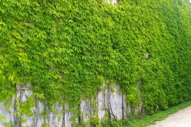 爬山虎这样养,不出两年爬满房子!