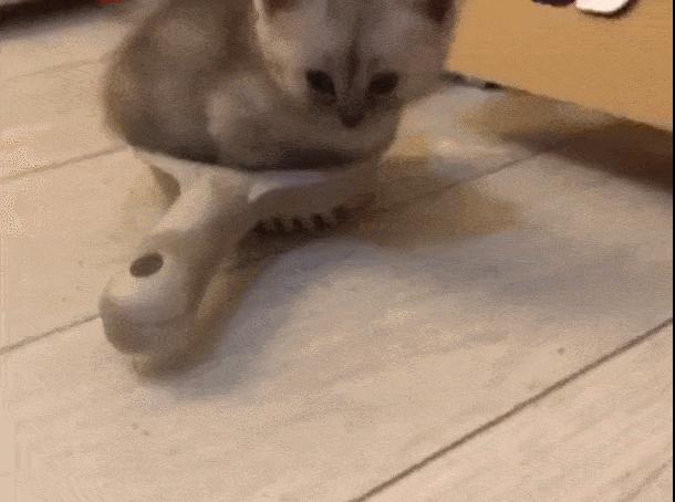 关于养猫咪的必要知识,养猫咪必须知道的常识是什么