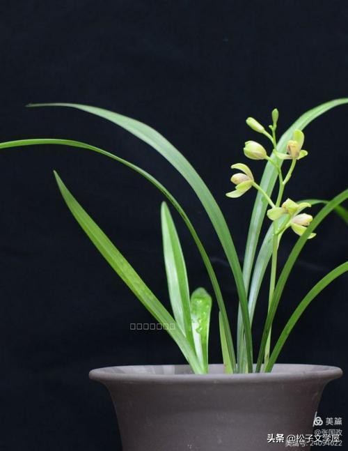 如何提高做美篇的能力,如何提高美篇阅读量