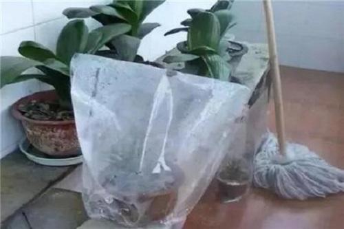 冬天花卉保暖方法,温室保暖