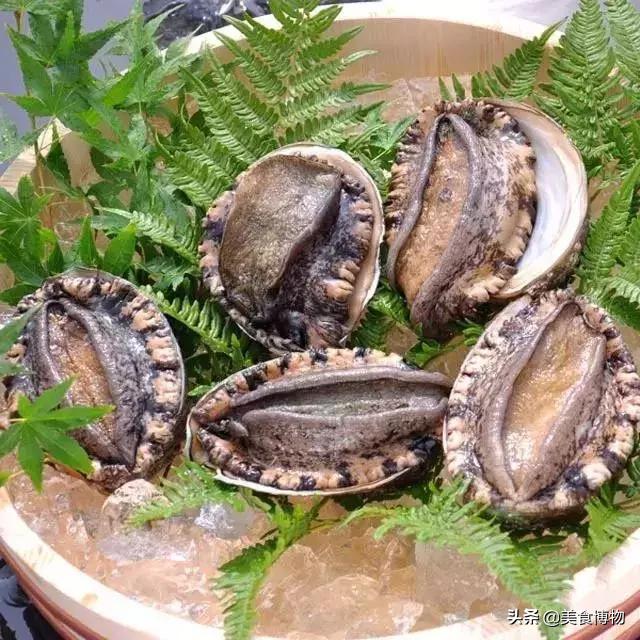 鲍鱼大全,带你认知全世界的鲍鱼(下)