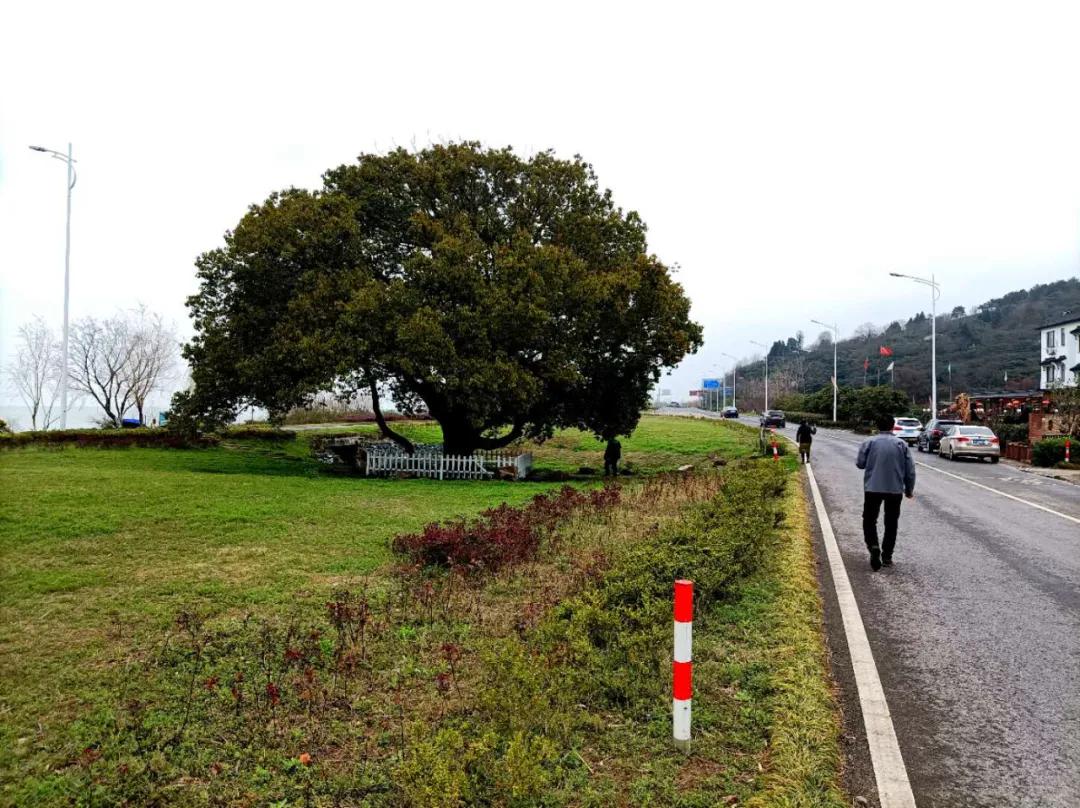 苏州东山碧螺春品尝,高端苏州洞庭山碧螺春