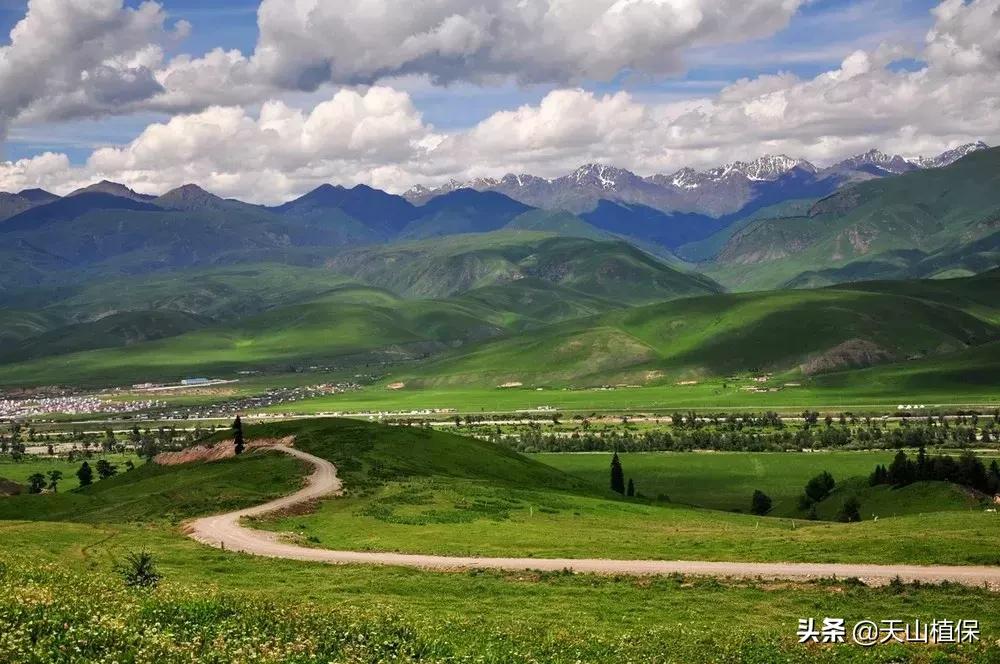 伊犁可克达拉草原,伊犁草原之旅