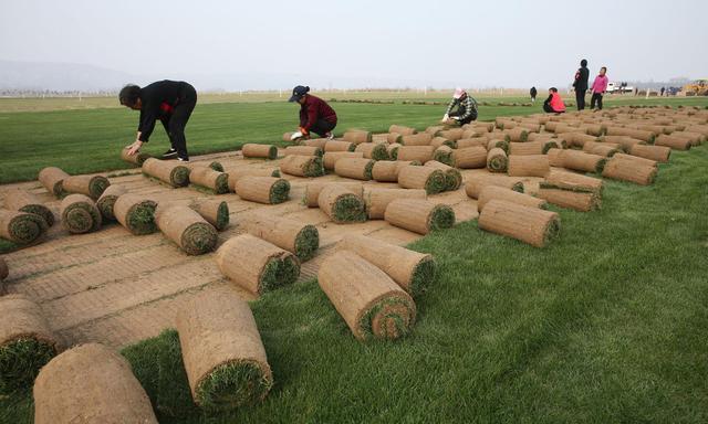 河南小伙好吃懒做,河南小伙放弃百万年薪回家种地