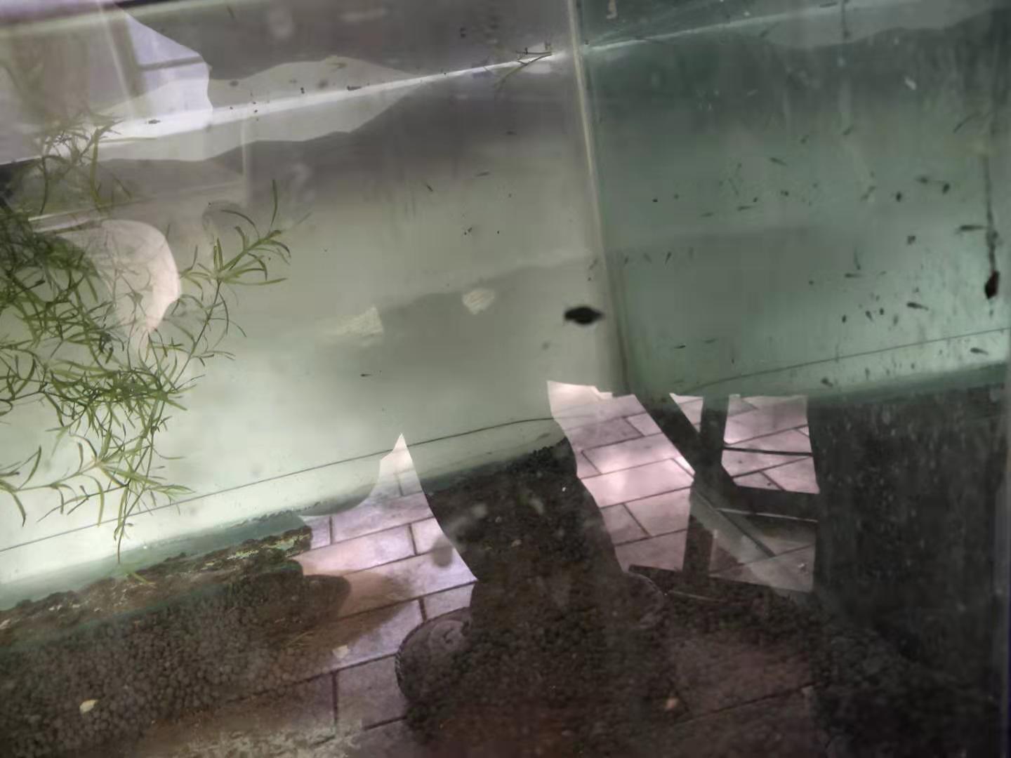 刚孵化的金鱼苗可以喂饲料粉末吗,刚孵化的金鱼苗喂什么东西