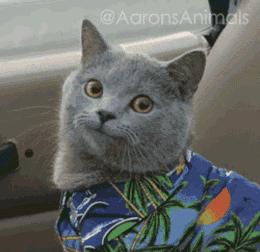 英国短蓝猫好养吗,千万别养蓝猫