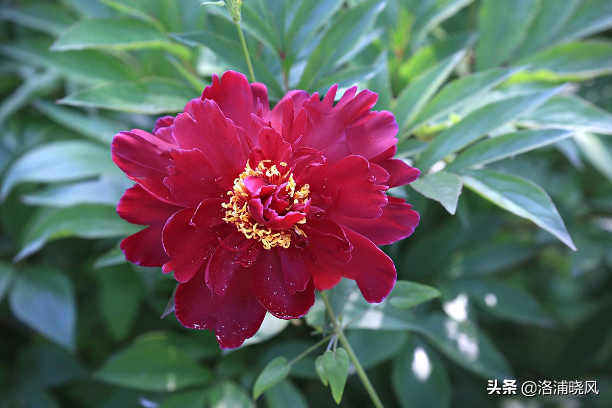 大院绿化的回忆——顺便看看院里的芍药定个究竟有多少种？