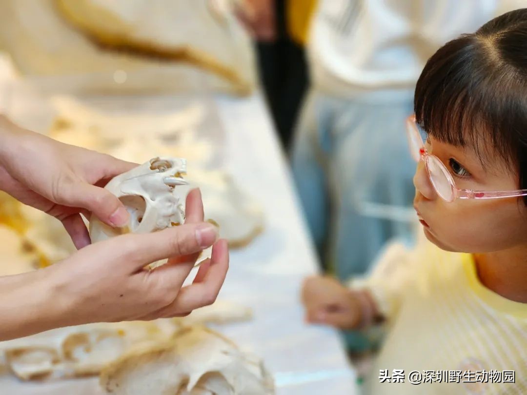 聆听奇趣虫语，发现自然之美