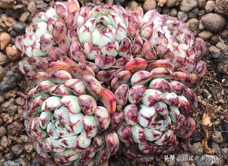 网购的群生玉露干瘪怎么办,网购多头群生多肉怎么上盆