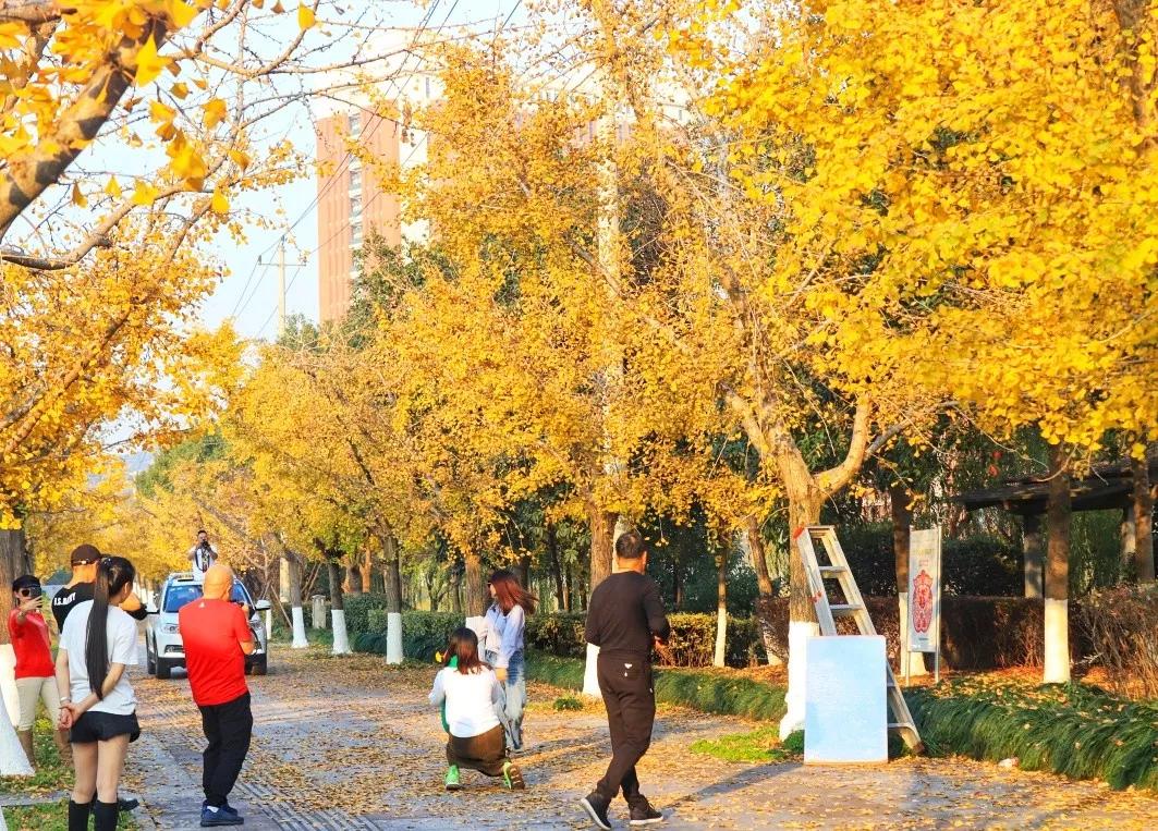 温州茶山大学城的银杏林变黄了，相约一起拍美照吧
