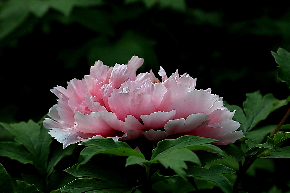 洛阳牡丹；青山吹奏-《谁不说俺家乡好》半音阶口琴演奏