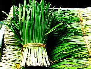 春天得吃点春韭,吃春韭