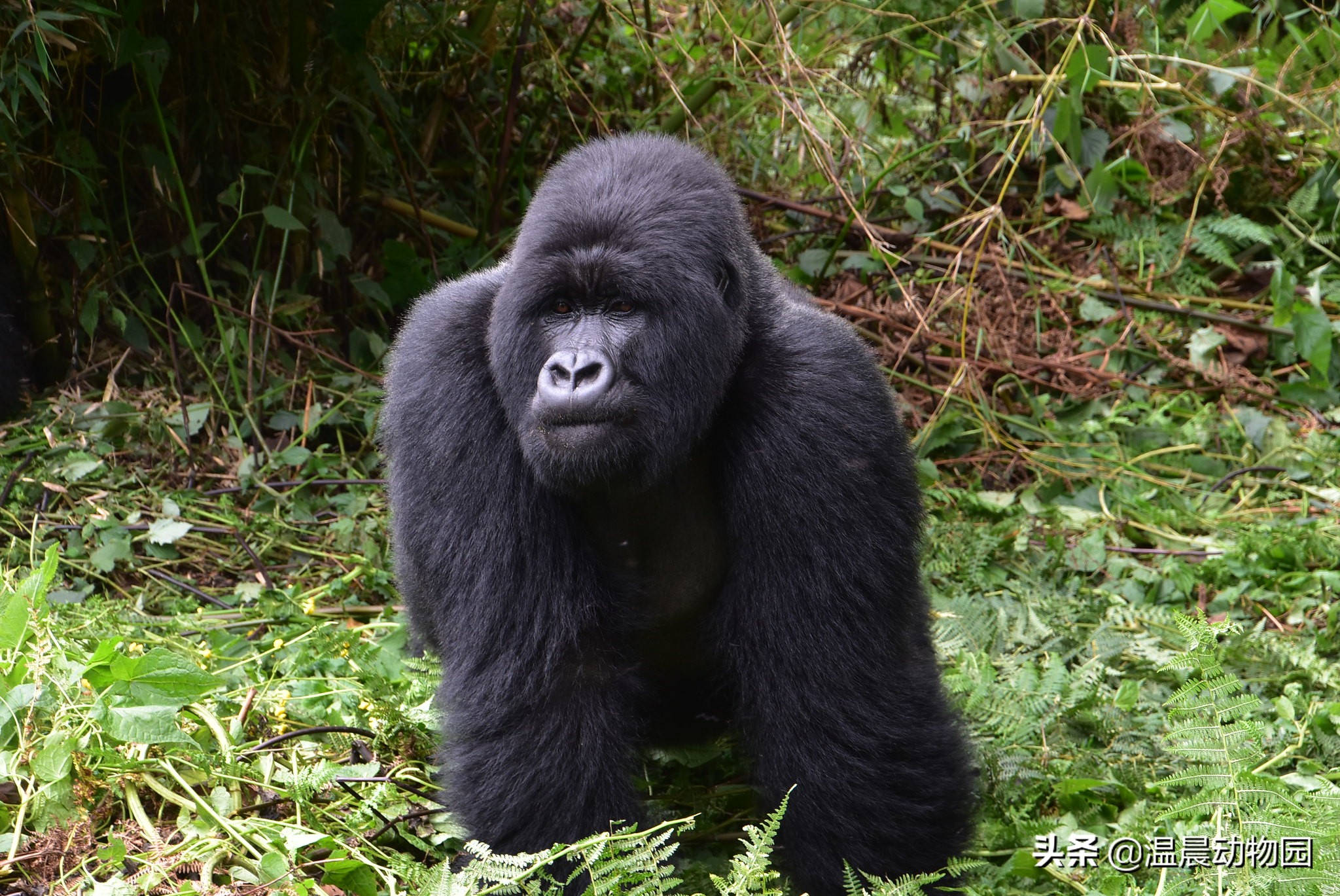 大猩猩真的不是假的,大猩猩说人类愚蠢是真的吗