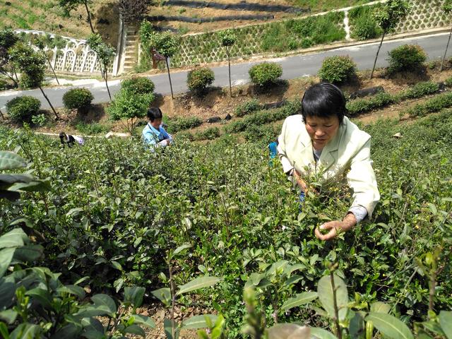 杨凌科技助力脱贫攻坚媒体在行动 | 陕西商南：小茶叶成为农民致富“黄金叶”