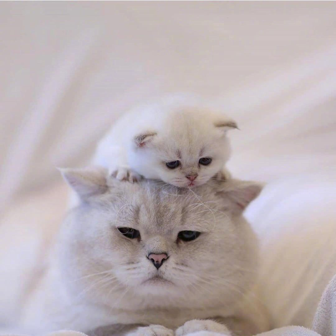 怎么养猫能既省钱又轻松呢,新手养猫做好3点轻松养好猫