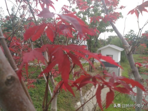 扬州三湾公园照片,扬州三湾公园建设好了吗