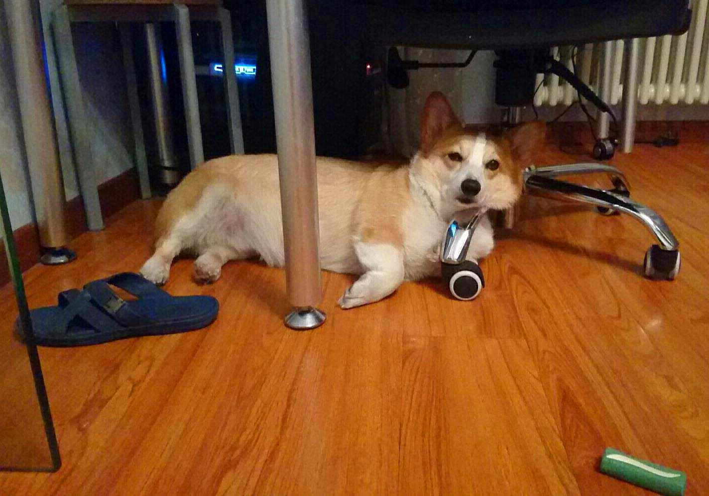 特殊时期如何做好宠物清洁工作?这两点最重要,但仍需注意安全