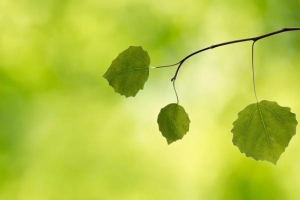 闰四月吃树叶是啥意思,闰四月可以吃树叶吗