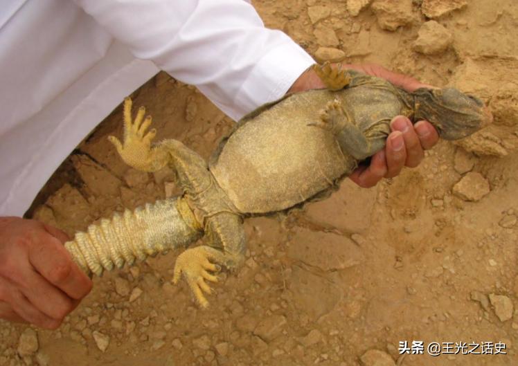 也门为什么会遭到战争,也门为什么会被打败