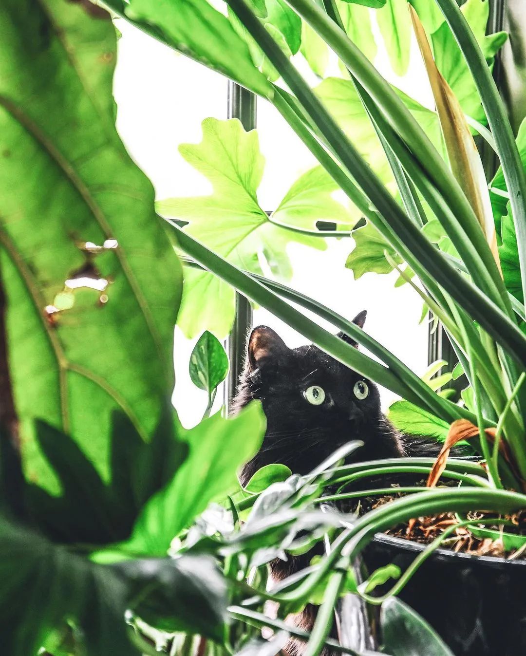 金盆洗手吧，植物杀手们