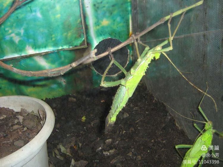 上海昆虫馆,上海昆虫博物馆研学