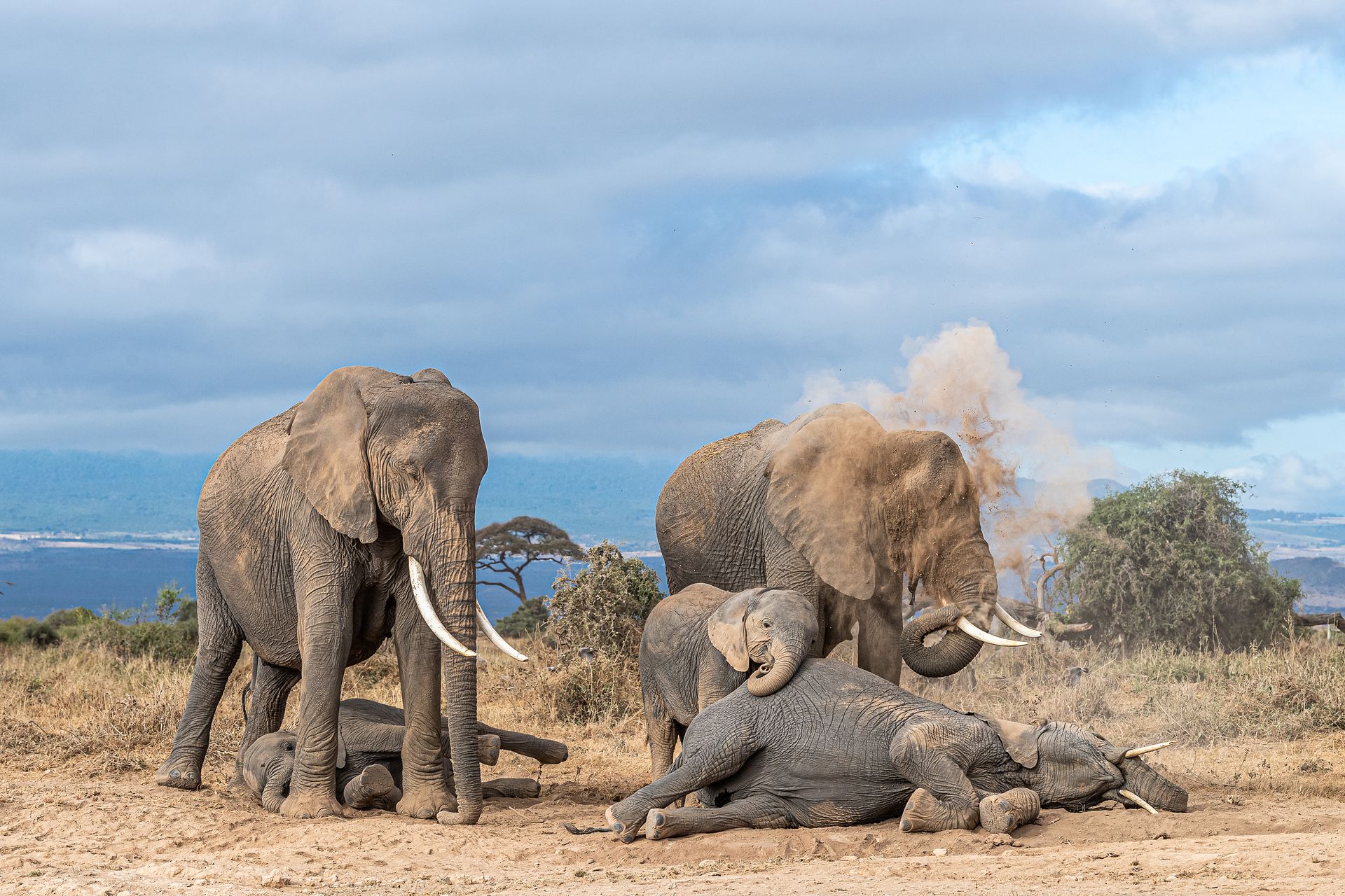 棕熊打各种熊和各种动物画面,动物和熊斗的视频