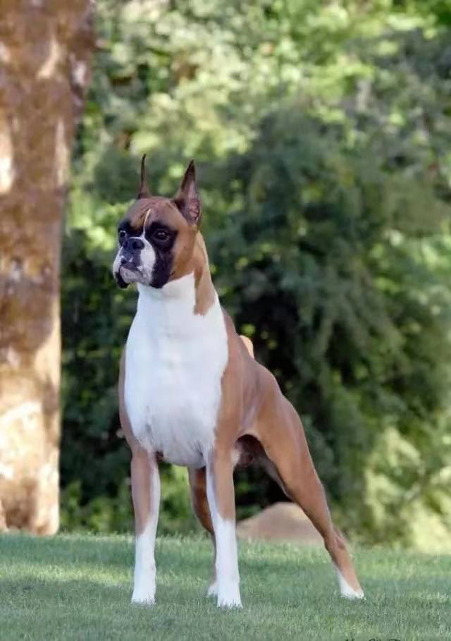 拳师犬对比杜宾犬,杜宾犬和拳师犬哪个好