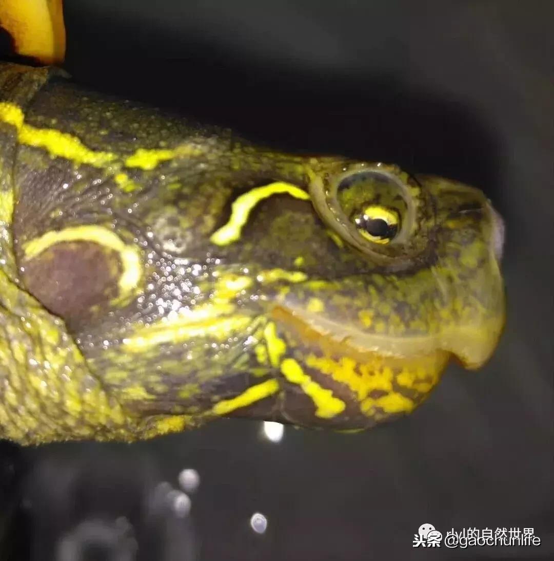 草龟难养,养草龟笔记