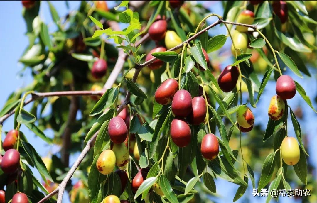 帮你扔掉垃圾食品！健康营养的综合果蔬脆，12种口味征服你味蕾