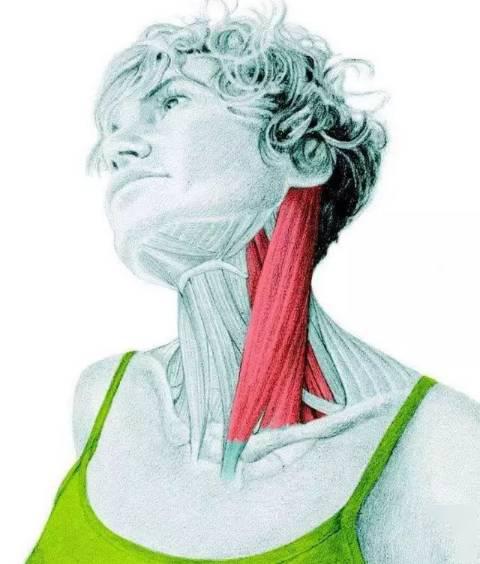 颈椎曲度康复案例,颈椎病康复科普文章图片