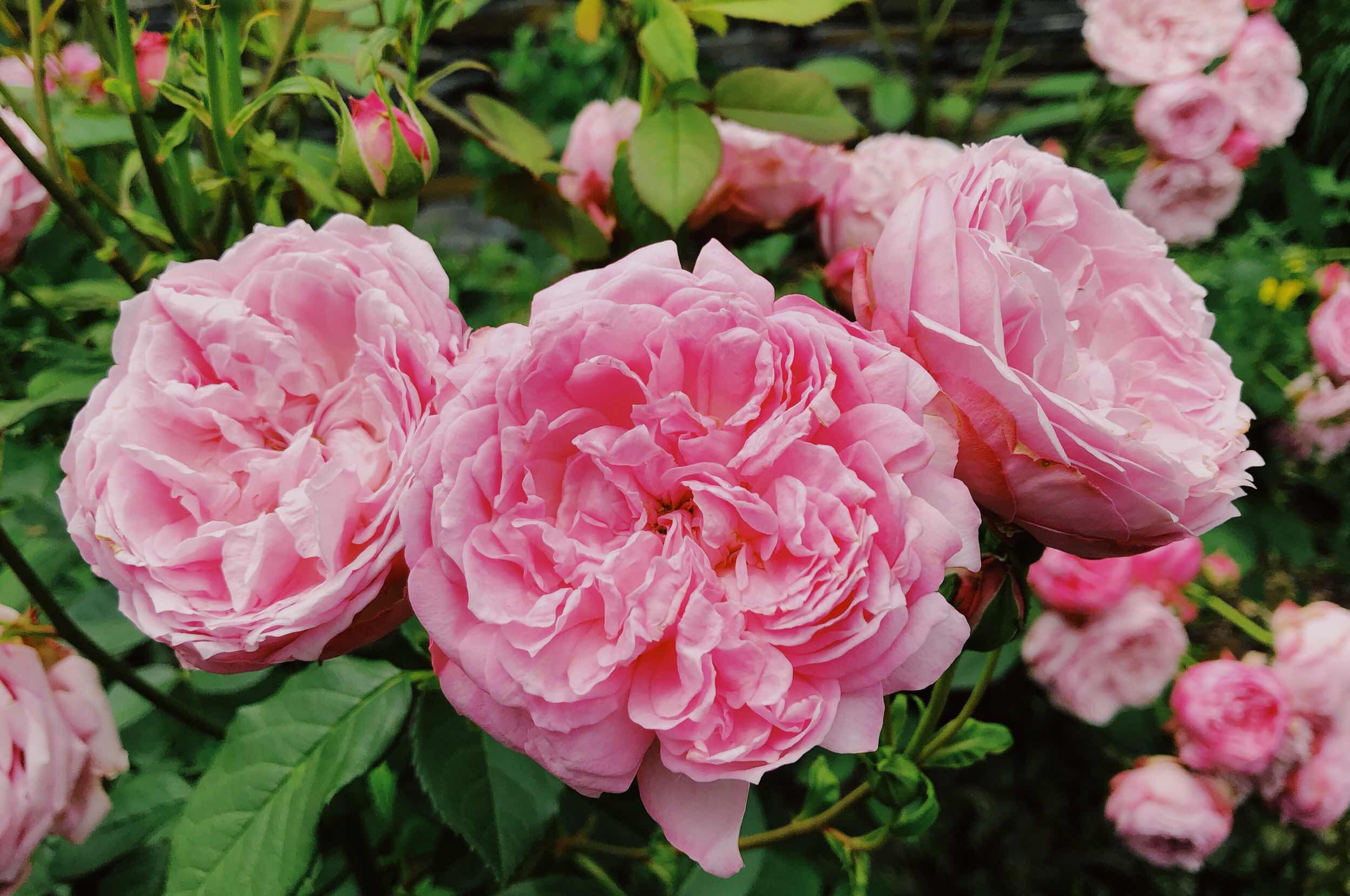 上海城隍庙豫园全部风景,上海城隍庙附近好玩的景点推荐