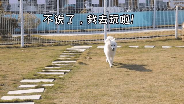 汪汪汪~宁波首家宠物主题乐园登陆江北，铲屎官们走起