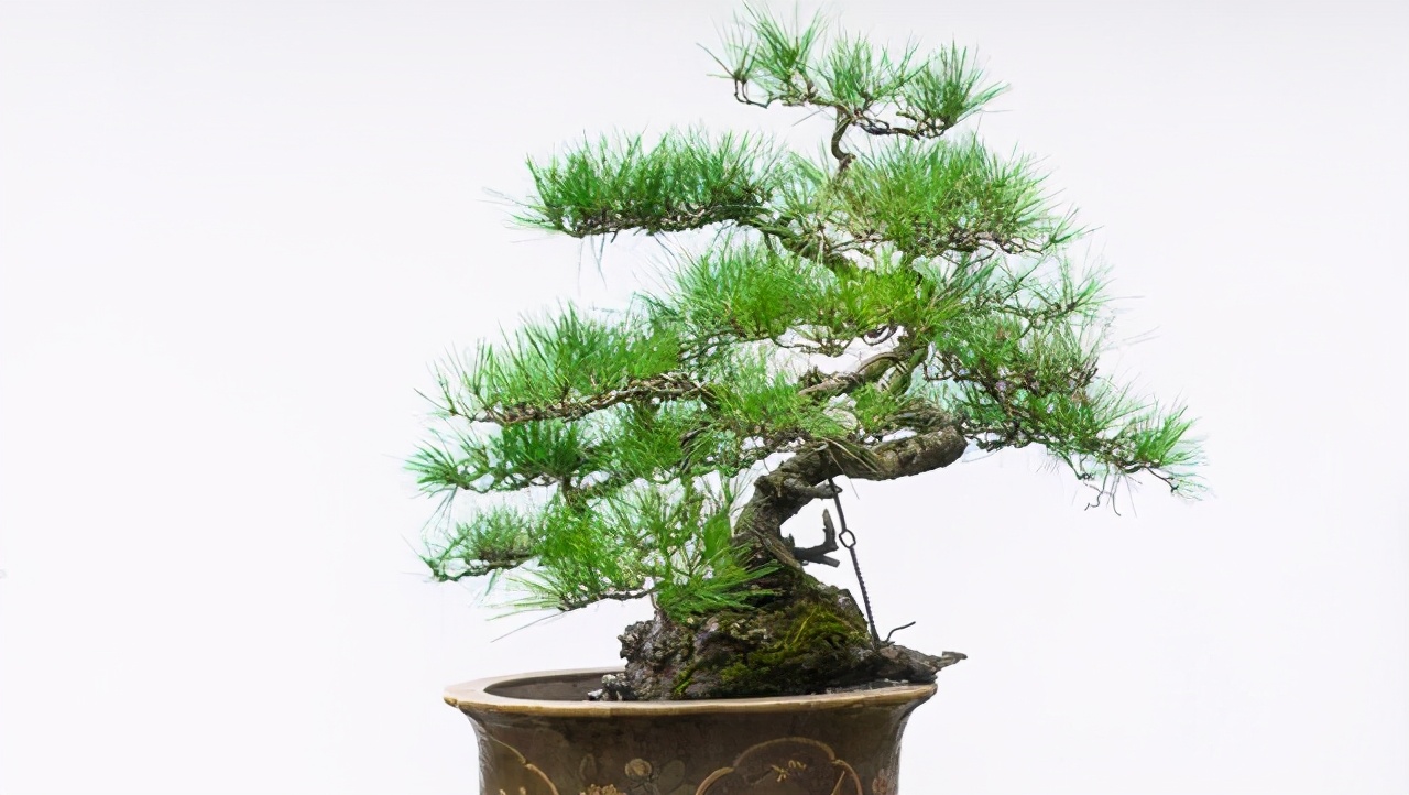 盆景枯萎怎样自救,大小盆景黄叶烂根怎么处理