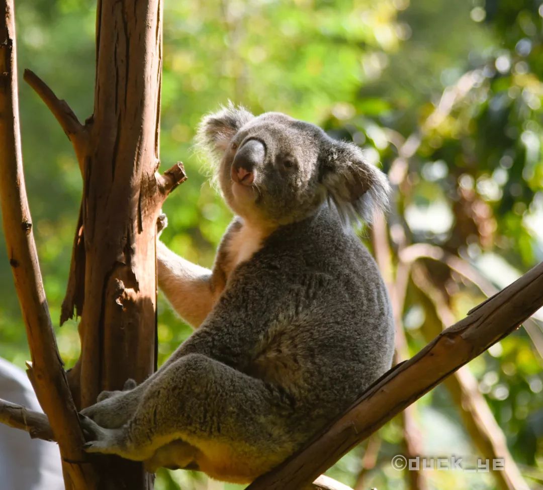 自驾长隆野生动物世界攻略,广州长隆野生动物世界旅游攻略