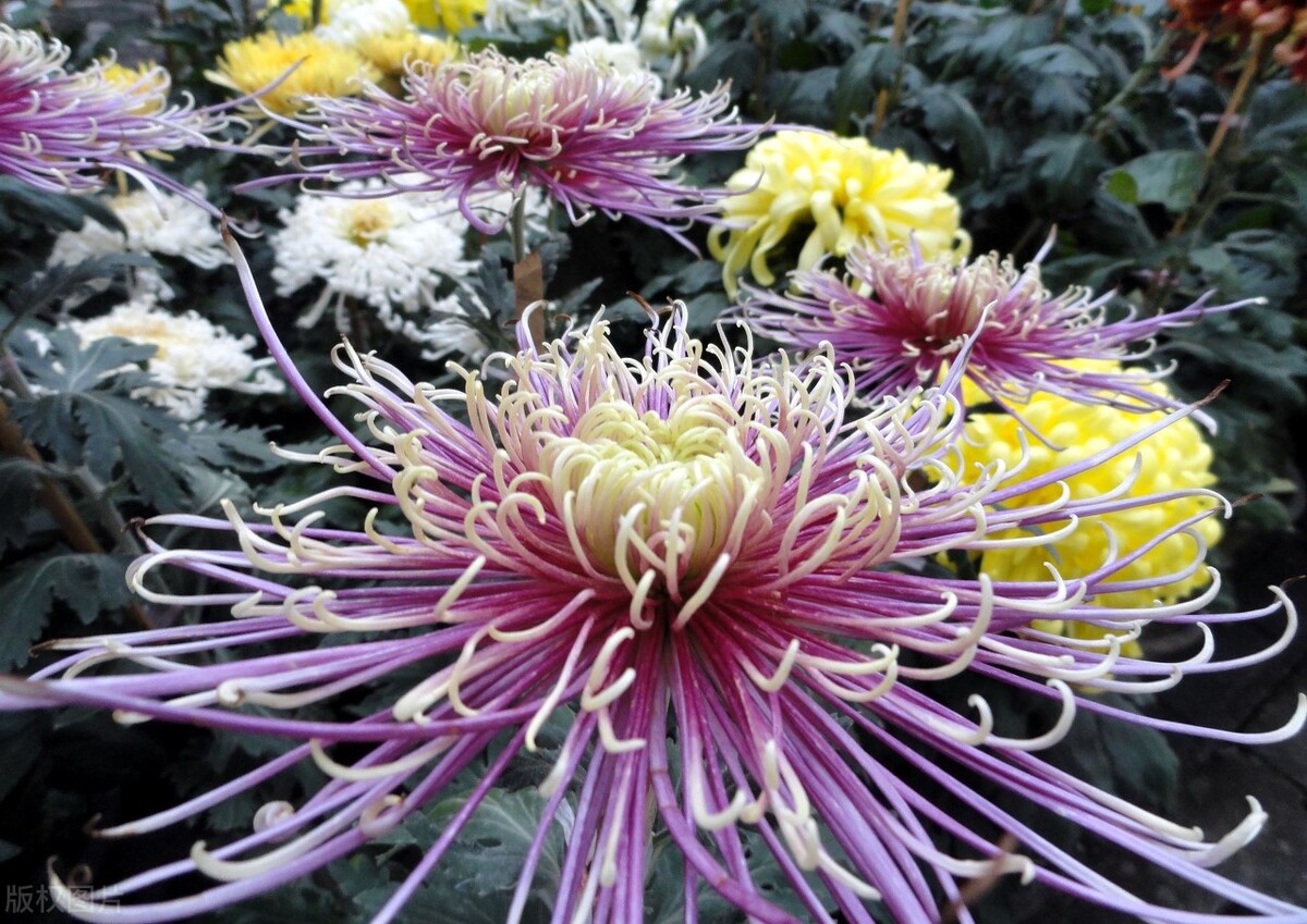 白话《*瓶金**梅》第一百三十八回菊花将残李瓶儿身子复淋漓